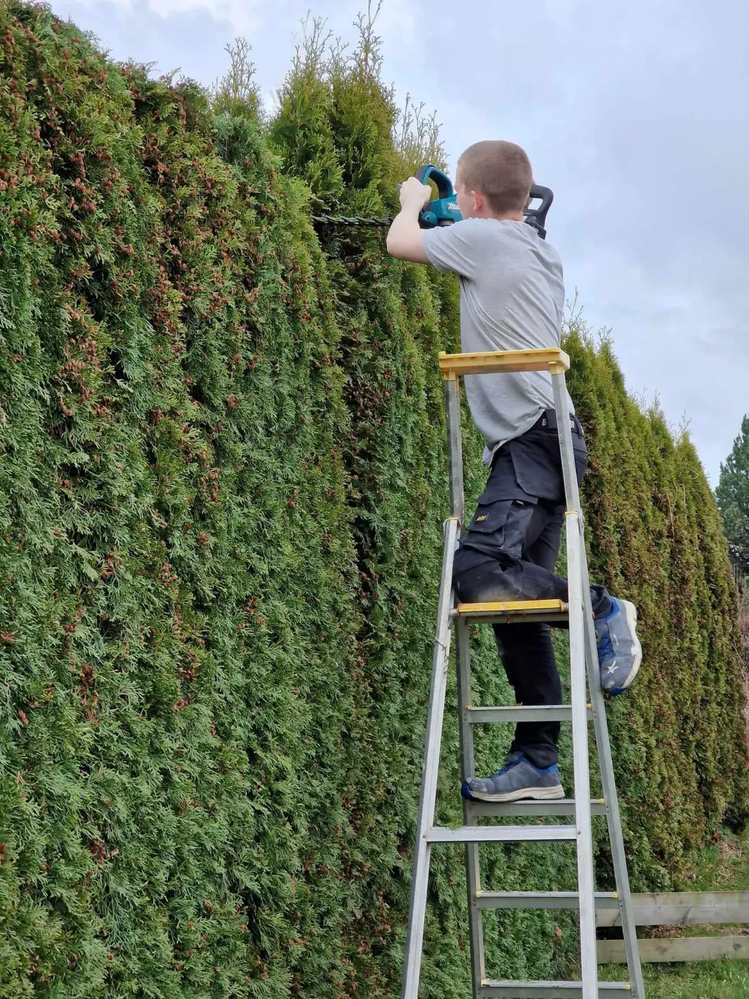 Teodor Li Rollefsen trimmer hekk